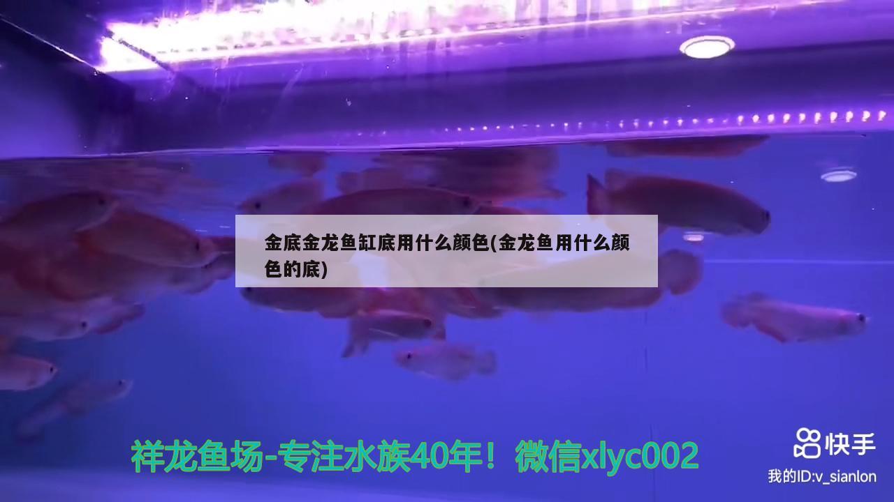 金底金龙鱼缸底用什么颜色(金龙鱼用什么颜色的底)