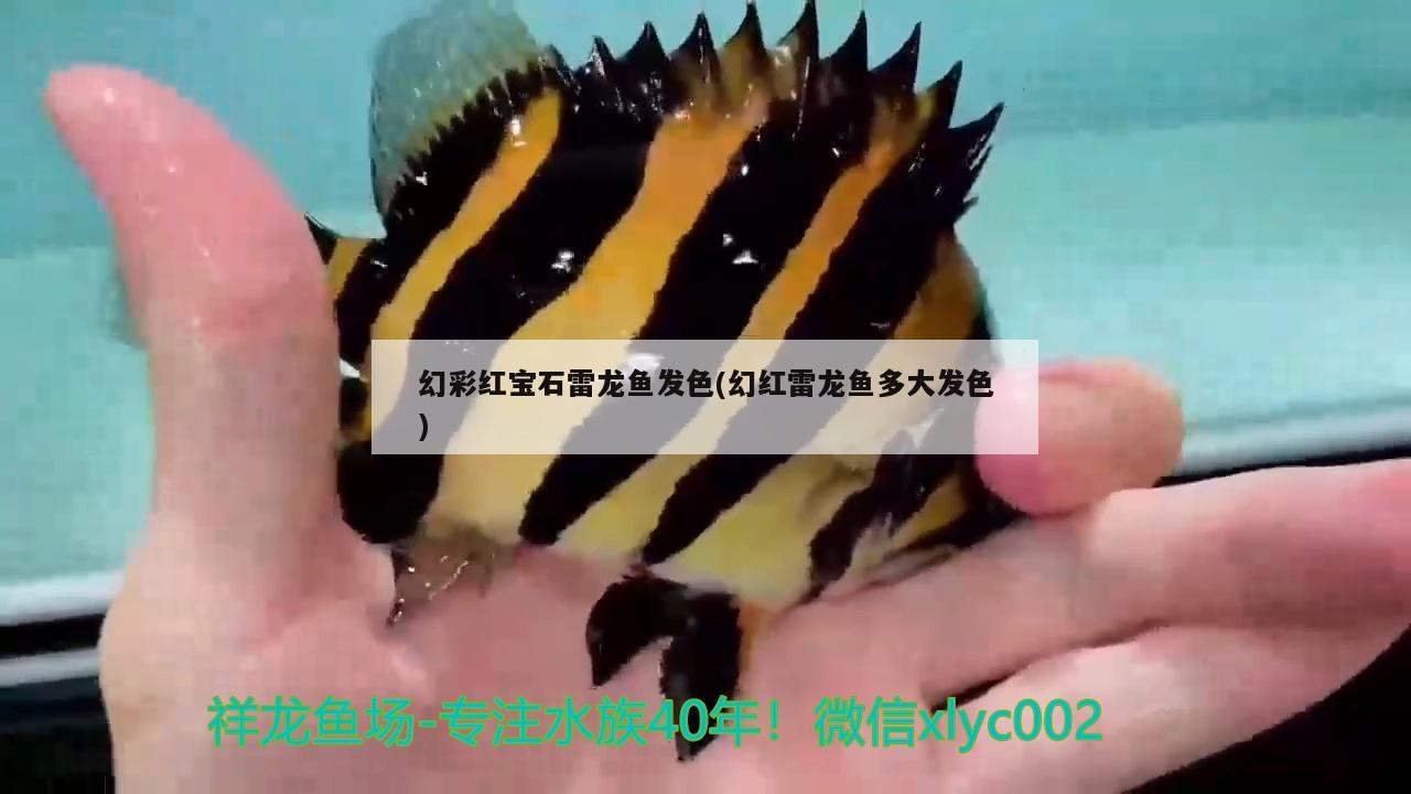 幻彩红宝石雷龙鱼发色(幻红雷龙鱼多大发色) 广州祥龙国际水族贸易