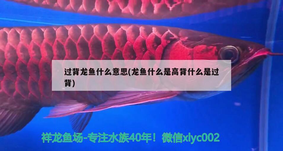 过背龙鱼什么意思(龙鱼什么是高背什么是过背) 祥龙水族护理水