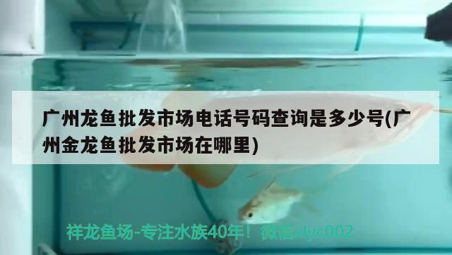 广州龙鱼批发市场电话号码查询是多少号(广州金龙鱼批发市场在哪里)