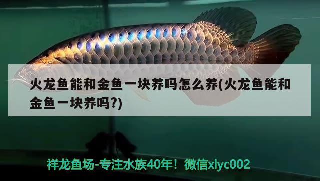 火龙鱼能和金鱼一块养吗怎么养(火龙鱼能和金鱼一块养吗?) 广州龙鱼批发市场