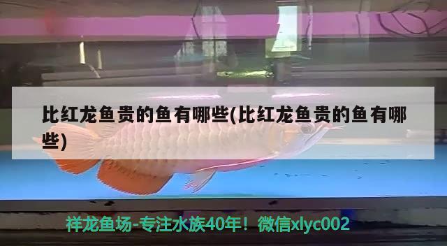 24k金龙鱼灯光（金龙鱼用什么灯光）