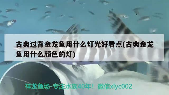 鱼缸过滤材料怎么放置最好（ 鱼缸过滤材料放什么最好） 泰庞海莲鱼