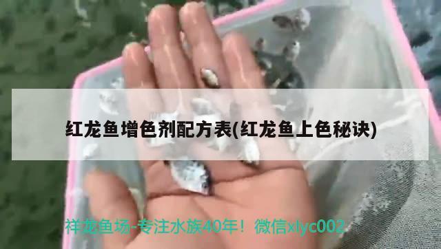 红龙鱼增色剂配方表(红龙鱼上色秘诀)