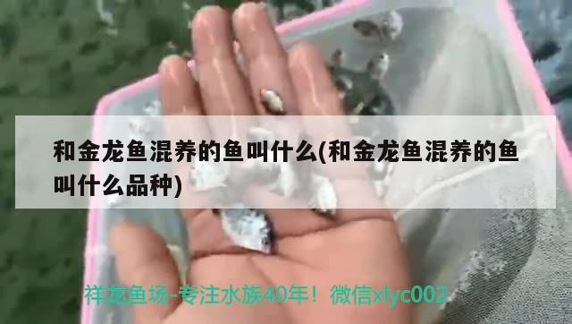 和金龙鱼混养的鱼叫什么(和金龙鱼混养的鱼叫什么品种) 一眉道人鱼苗