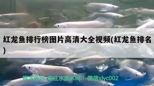 红龙鱼排行榜图片高清大全视频(红龙鱼排名) 龙鱼百科