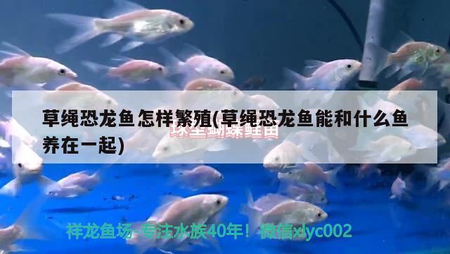 草绳恐龙鱼怎样繁殖(草绳恐龙鱼能和什么鱼养在一起) 水族世界