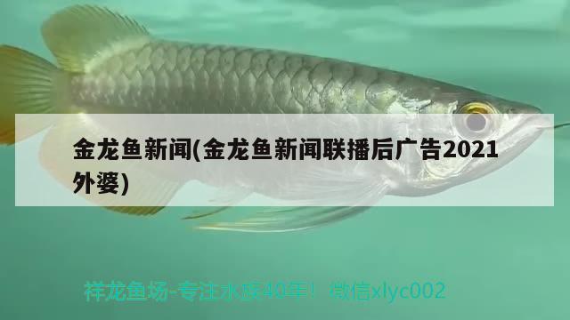 金龙鱼新闻(金龙鱼新闻联播后广告2021外婆)