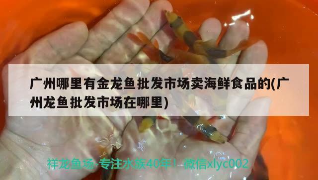 广州哪里有金龙鱼批发市场卖海鲜食品的(广州龙鱼批发市场在哪里) 龙鱼批发