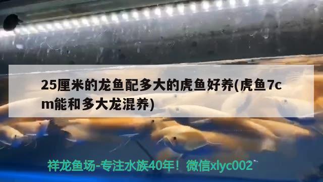 25厘米的龙鱼配多大的虎鱼好养(虎鱼7cm能和多大龙混养)