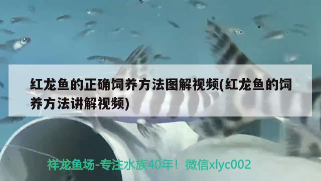 红龙鱼的正确饲养方法图解视频(红龙鱼的饲养方法讲解视频)