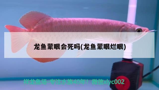 龙鱼蒙眼会死吗(龙鱼蒙眼烂眼)