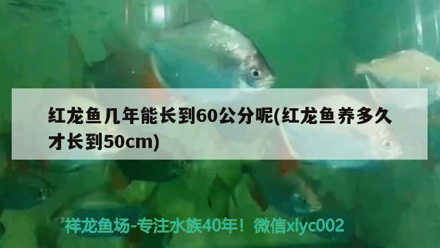 红龙鱼几年能长到60公分呢(红龙鱼养多久才长到50cm)