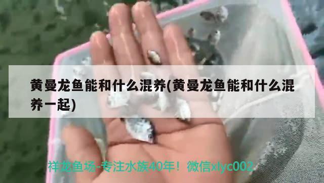 黄曼龙鱼能和什么混养(黄曼龙鱼能和什么混养一起)