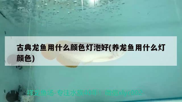 古典龙鱼用什么颜色灯泡好(养龙鱼用什么灯颜色)