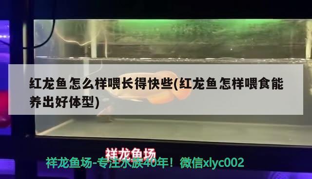 红龙鱼怎么样喂长得快些(红龙鱼怎样喂食能养出好体型) 申古三间鱼