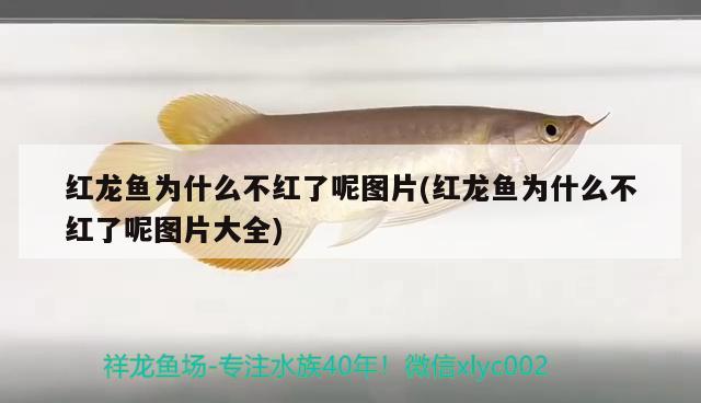 海洋生物馆的特色购买海水观赏鱼和珊瑚的渠道，哈尔滨市海洋生物馆海洋生物馆的特色 九鼎鱼缸 第3张