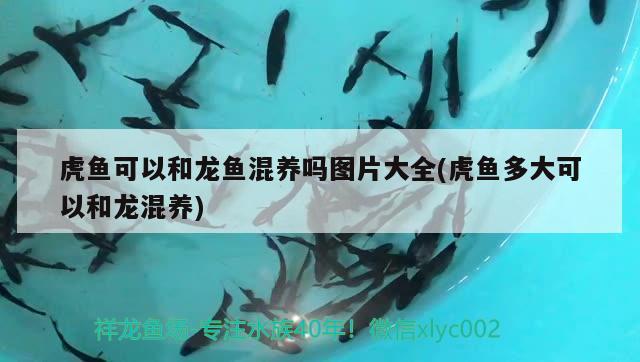 虎鱼可以和龙鱼混养吗图片大全(虎鱼多大可以和龙混养) 虎鱼百科