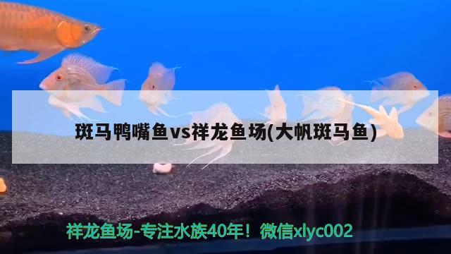 斑马鸭嘴鱼vs祥龙鱼场(大帆斑马鱼) 斑马鸭嘴鱼