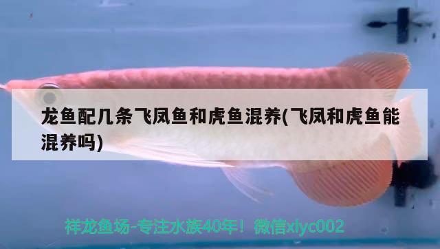 怎样才能除掉绿藻？，5月～9月绿藻怎么去除绿藻最好的去除方法有哪些 赛级红龙鱼 第2张