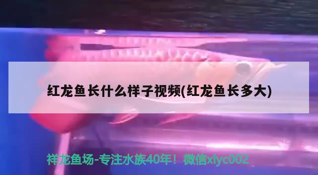 红龙鱼长什么样子视频(红龙鱼长多大) 观赏鱼百科 第2张