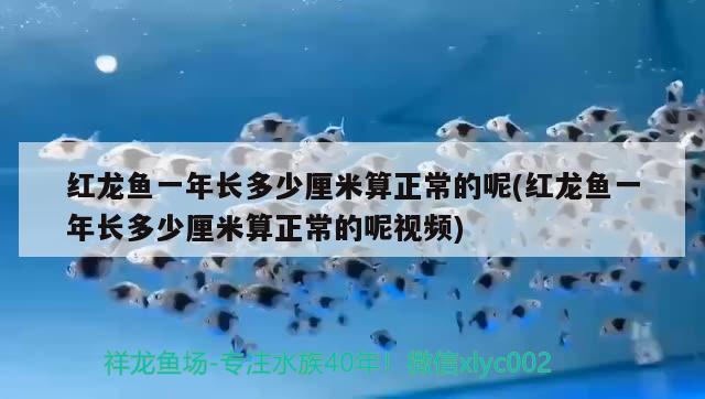 红龙鱼一年长多少厘米算正常的呢(红龙鱼一年长多少厘米算正常的呢视频)