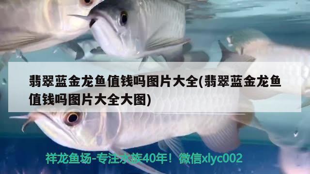 海豚吃什么食物为主生活在哪些海域 祥龙金禾金龙鱼 第2张