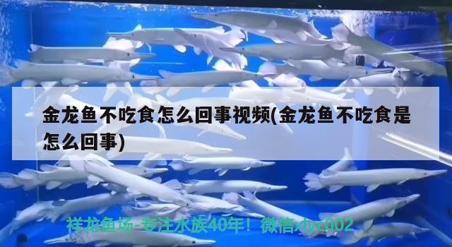 金龙鱼不吃食怎么回事视频(金龙鱼不吃食是怎么回事) 鱼缸百科