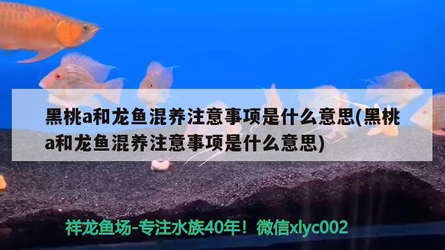 黑桃a和龙鱼混养注意事项是什么意思(黑桃a和龙鱼混养注意事项是什么意思)