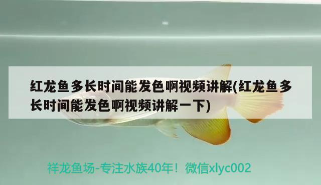 红龙鱼多长时间能发色啊视频讲解(红龙鱼多长时间能发色啊视频讲解一下) 龙鱼百科