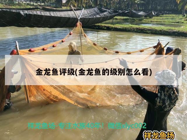 金龙鱼评级(金龙鱼的级别怎么看)