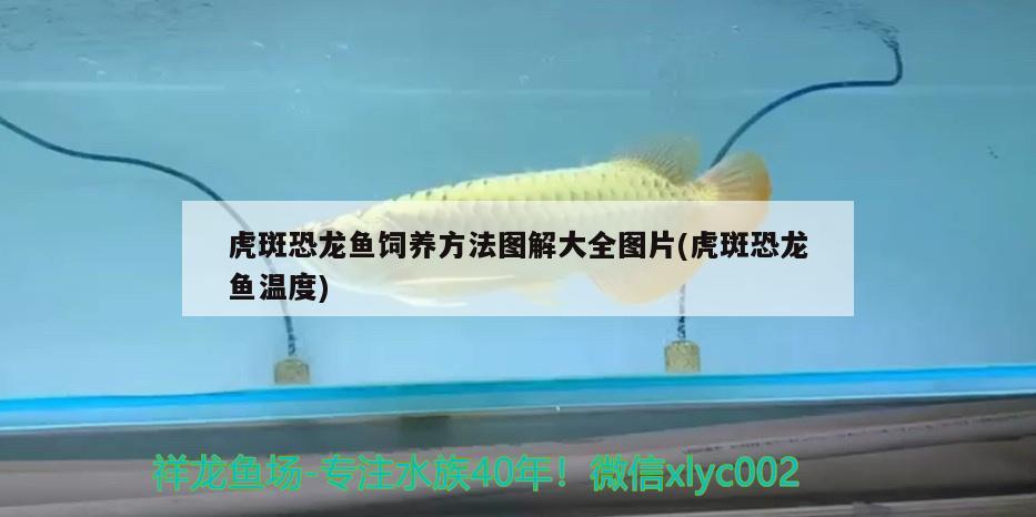 虎斑恐龙鱼饲养方法图解大全图片(虎斑恐龙鱼温度) 虎斑恐龙鱼