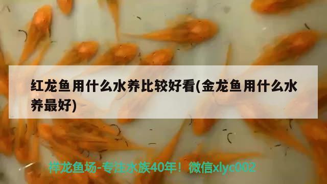 顶级红龙鱼品牌有哪些牌子图片大全(金龙鱼旗下品牌有哪些品牌)