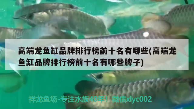 银龙鱼饲养技巧和方法视频教程：银龙鱼饲养技巧和方法视频教程下载 银龙鱼 第2张