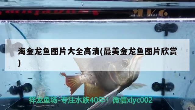 海金龙鱼图片大全高清(最美金龙鱼图片欣赏) 广州水族批发市场