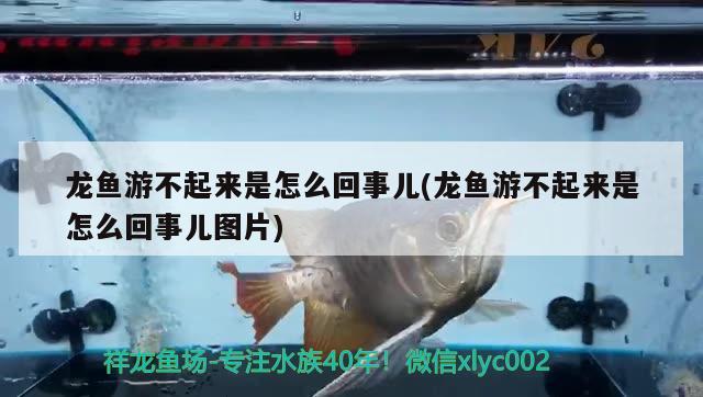 龙鱼游不起来是怎么回事儿(龙鱼游不起来是怎么回事儿图片) 观赏鱼企业目录