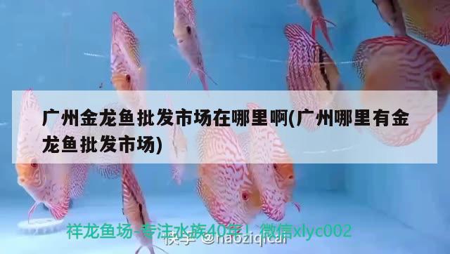 广州金龙鱼批发市场在哪里啊(广州哪里有金龙鱼批发市场) 龙鱼批发