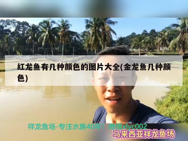 红龙鱼有几种颜色的图片大全(金龙鱼几种颜色)