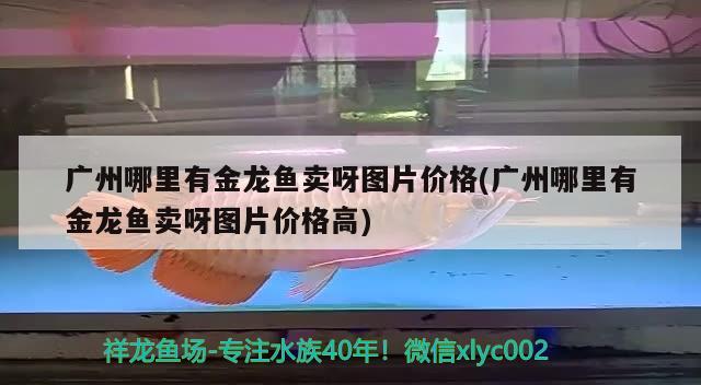 广州哪里有金龙鱼卖呀图片价格(广州哪里有金龙鱼卖呀图片价格高)