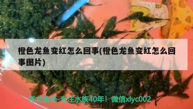 橙色龙鱼变红怎么回事(橙色龙鱼变红怎么回事图片) 水族用品