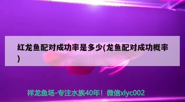 保山水族馆:不知不觉养半年了 广州龙鱼批发市场 第1张