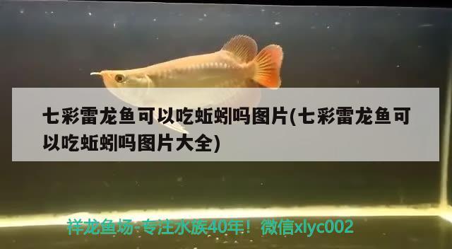 七彩雷龙鱼可以吃蚯蚓吗图片(七彩雷龙鱼可以吃蚯蚓吗图片大全) 苏虎苗（苏门答腊虎鱼苗）