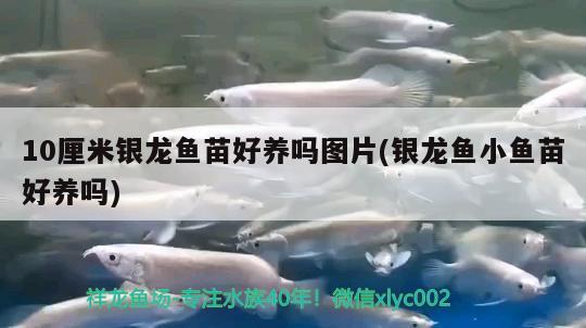 10厘米银龙鱼苗好养吗图片(银龙鱼小鱼苗好养吗) 银龙鱼