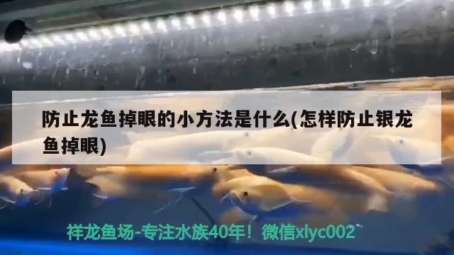 防止龙鱼掉眼的小方法是什么(怎样防止银龙鱼掉眼)