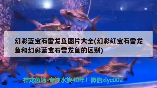 幻彩蓝宝石雷龙鱼图片大全(幻彩红宝石雷龙鱼和幻彩蓝宝石雷龙鱼的区别)