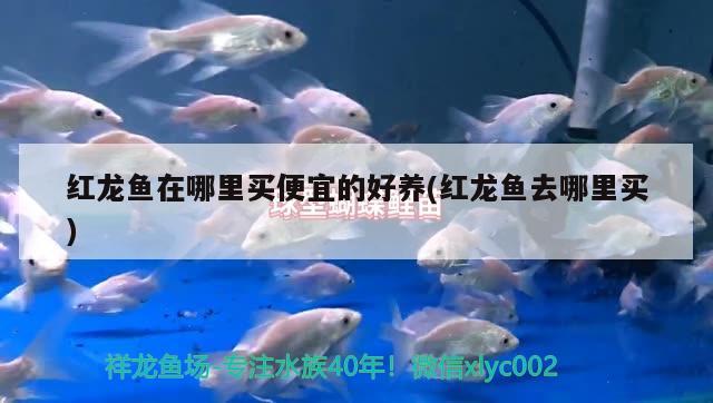 求大家解答下淄博哪里卖鱼缸，我是湖北丹江口市的，请问水族箱观赏鱼去什么地方批发，我想开一家店，这行业利润怎么样，望业内人士指教