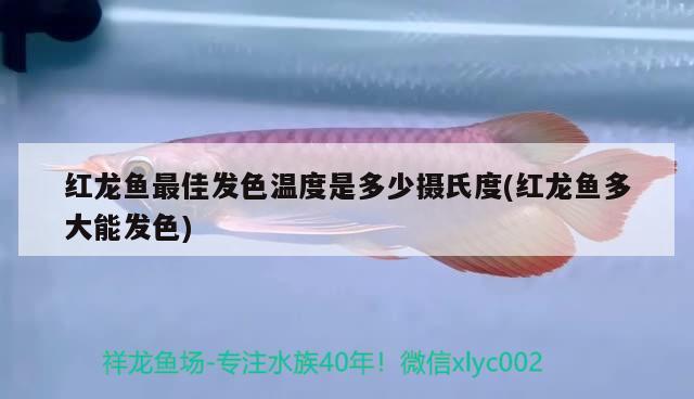 红龙鱼最佳发色温度是多少摄氏度(红龙鱼多大能发色) 冲氧泵