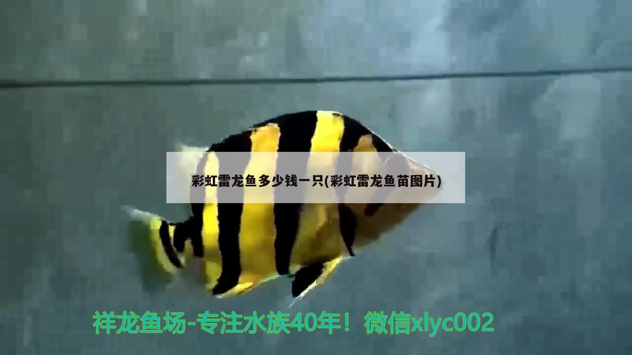 红龙鱼眼睛有白点怎么办：龙鱼红眼怎治疗 广州水族批发市场 第2张