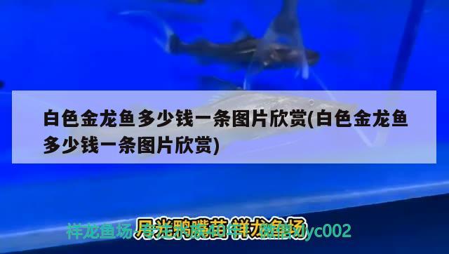 皇冠狗头鱼缸里需要放什么吗，皇冠狗头鱼缸里需要放什么吗视频 鱼缸百科 第2张