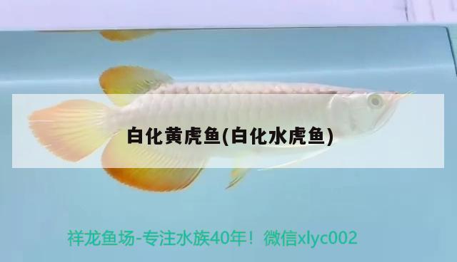 白化黄虎鱼(白化水虎鱼) 食人鱼（水虎）